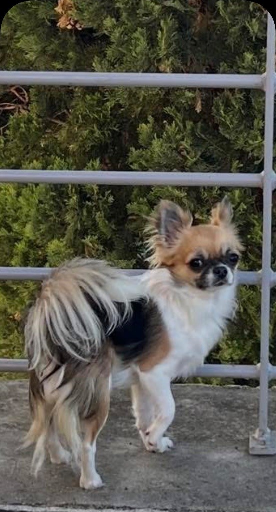 Vanille cara De La Grande Epopée