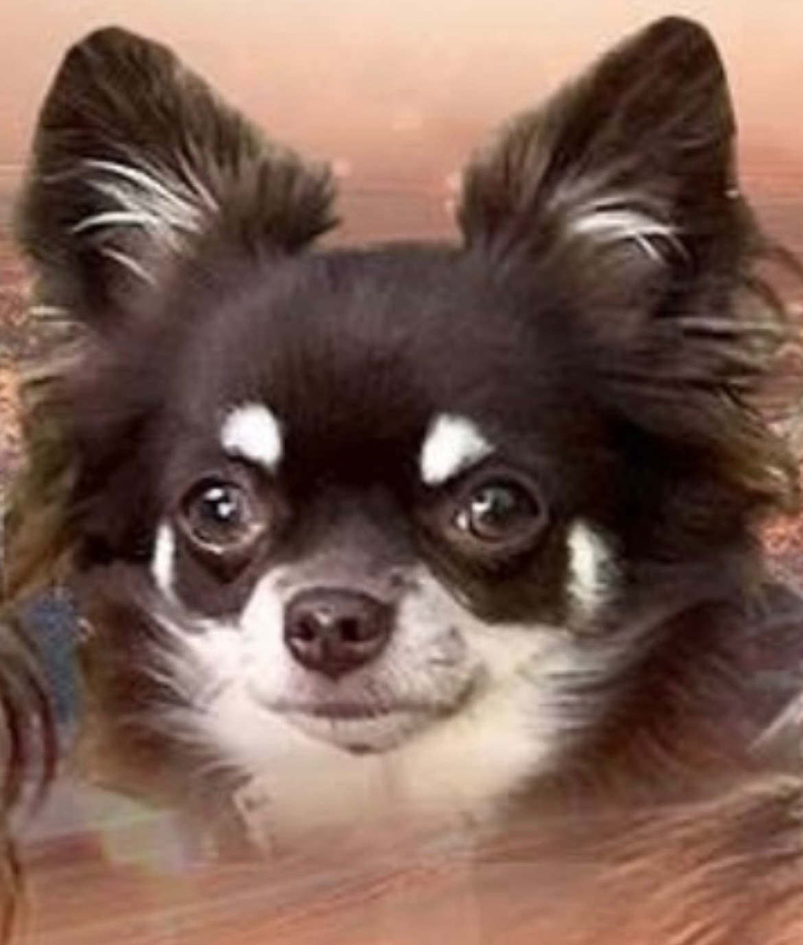 Ulya violetta du Domaine des Airaudes