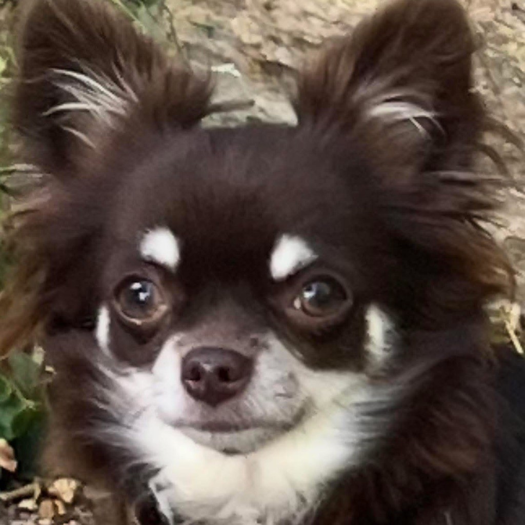 Ulya violetta du Domaine des Airaudes