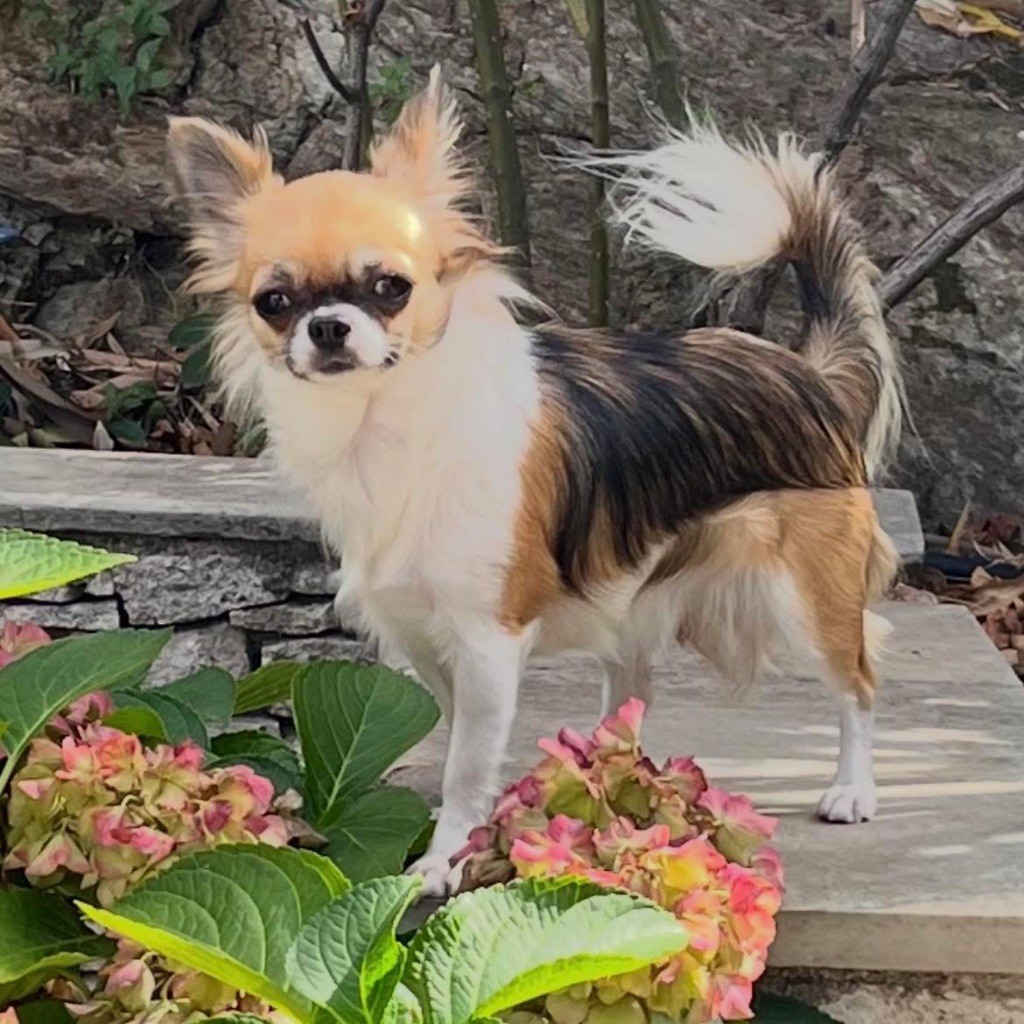 Vanille cara De La Grande Epopée