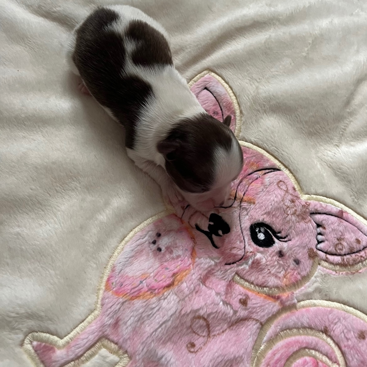 D'Isula Cara - Chiots disponibles - Chihuahua