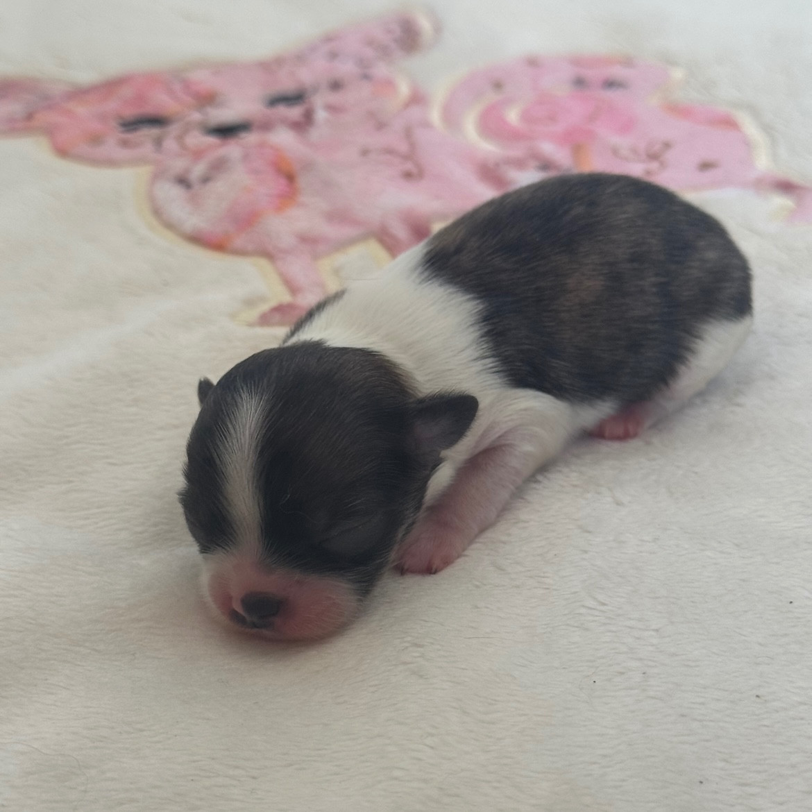 D'Isula Cara - Chiots disponibles - Chihuahua