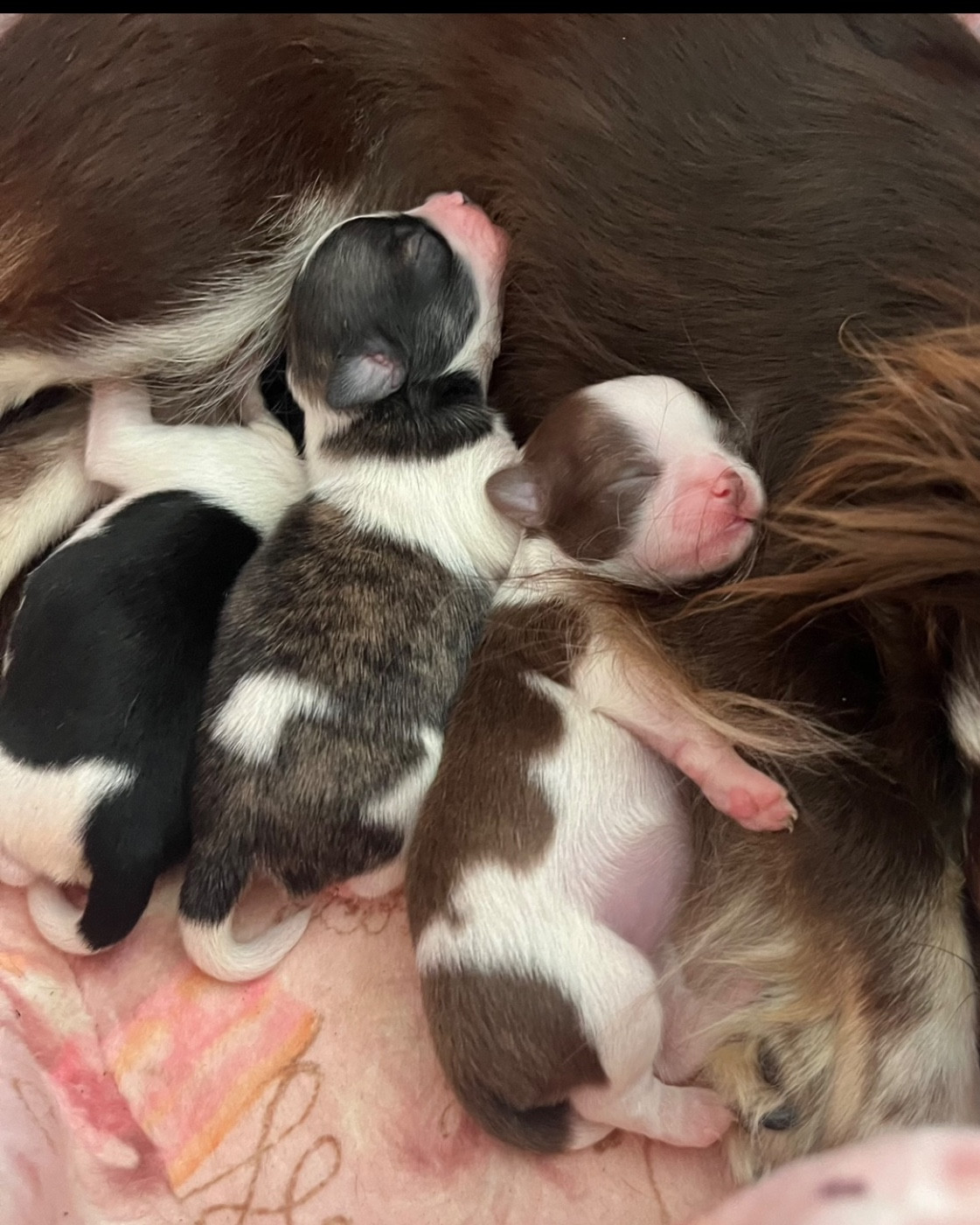 Chiot Chihuahua D'Isula Cara