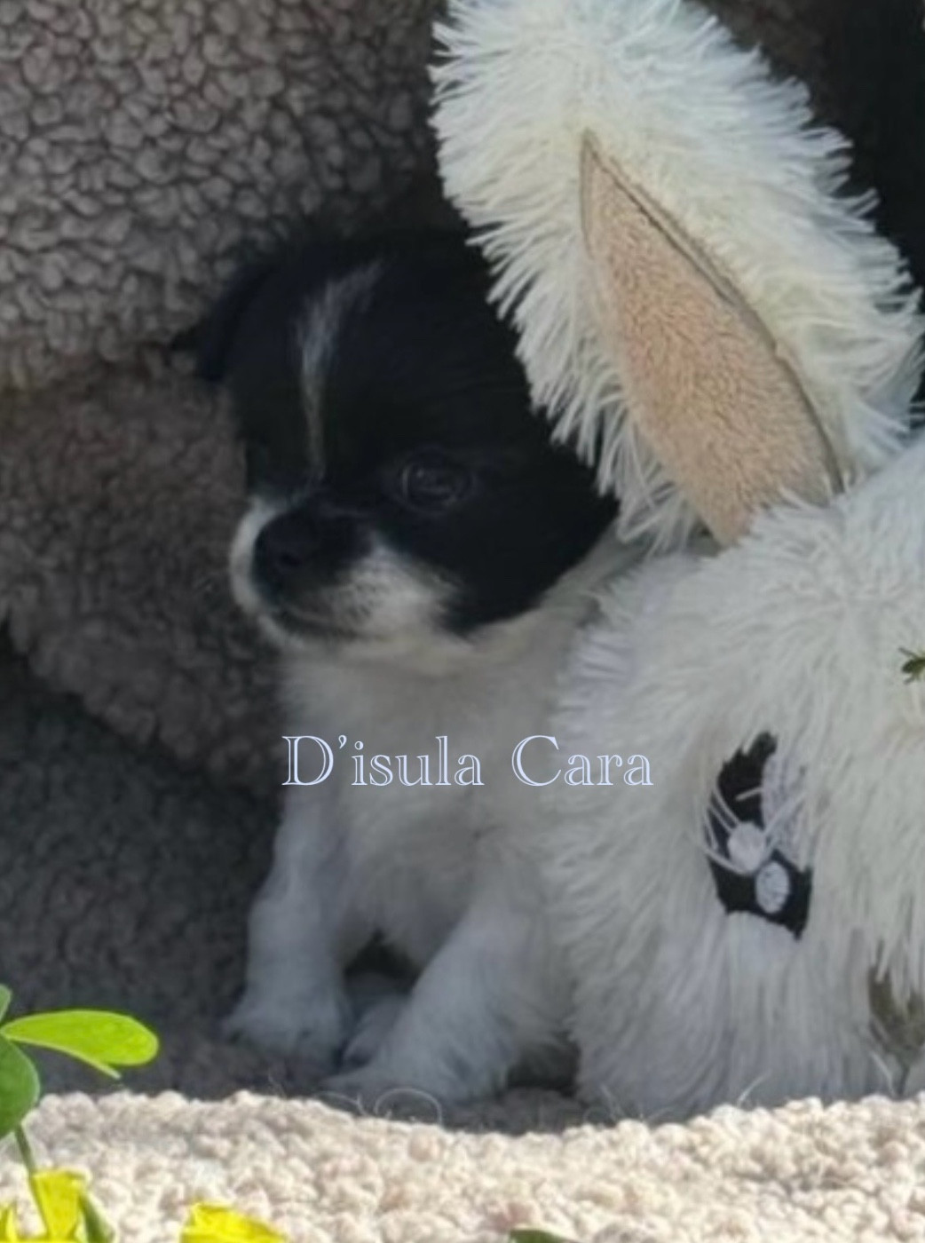 D'Isula Cara - Chiots disponibles - Chihuahua