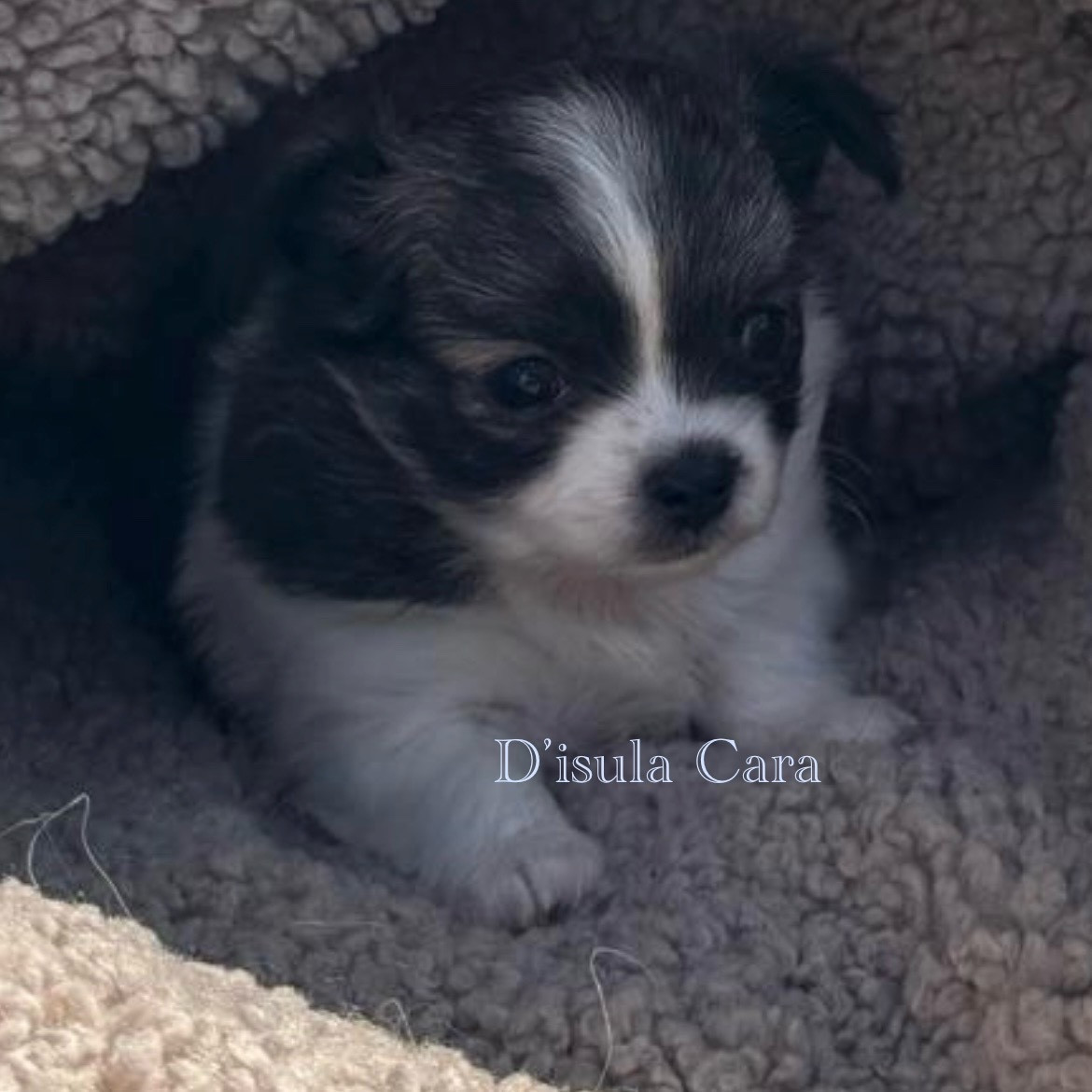 D'Isula Cara - Chiots disponibles - Chihuahua