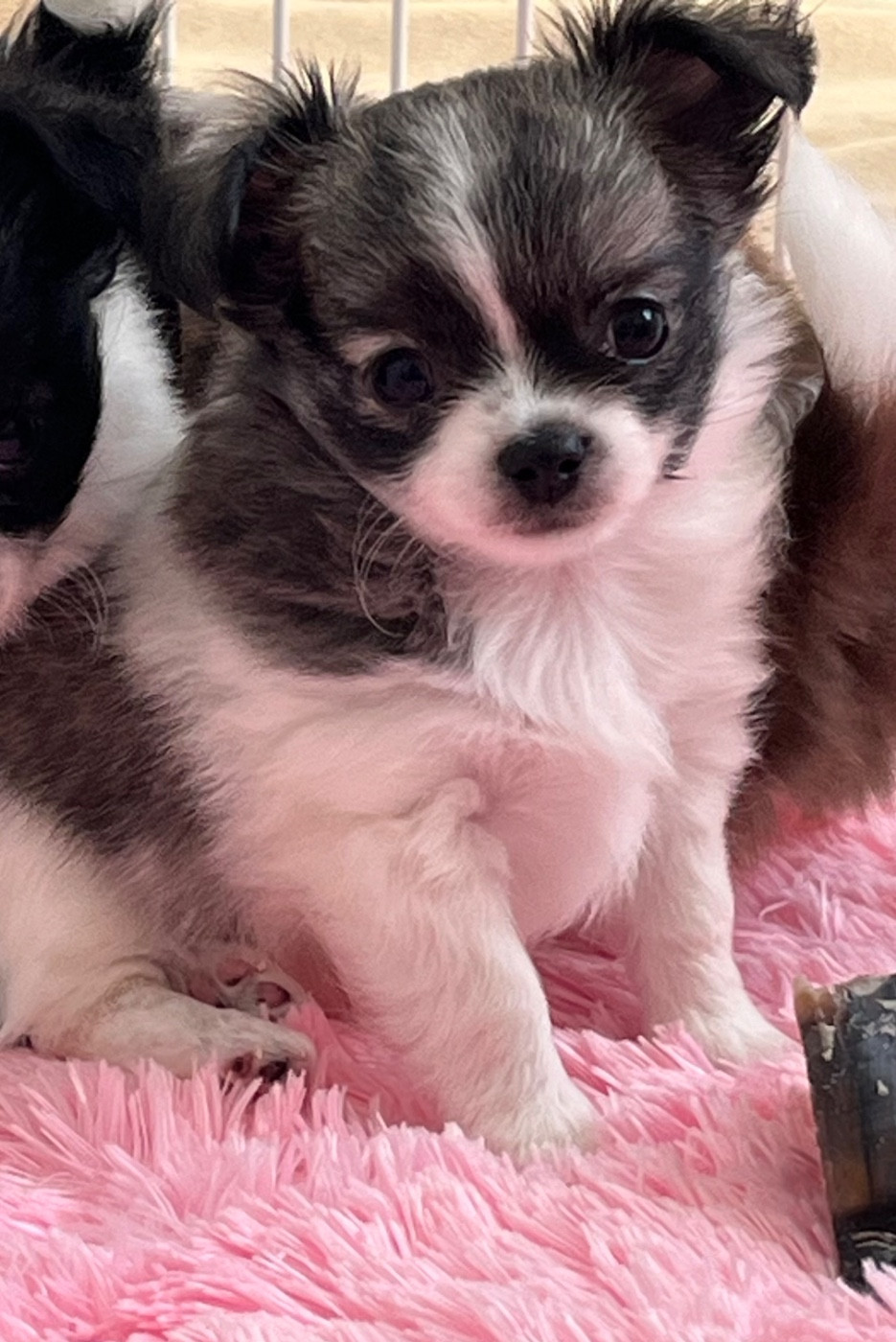 D'Isula Cara - Chiots disponibles - Chihuahua