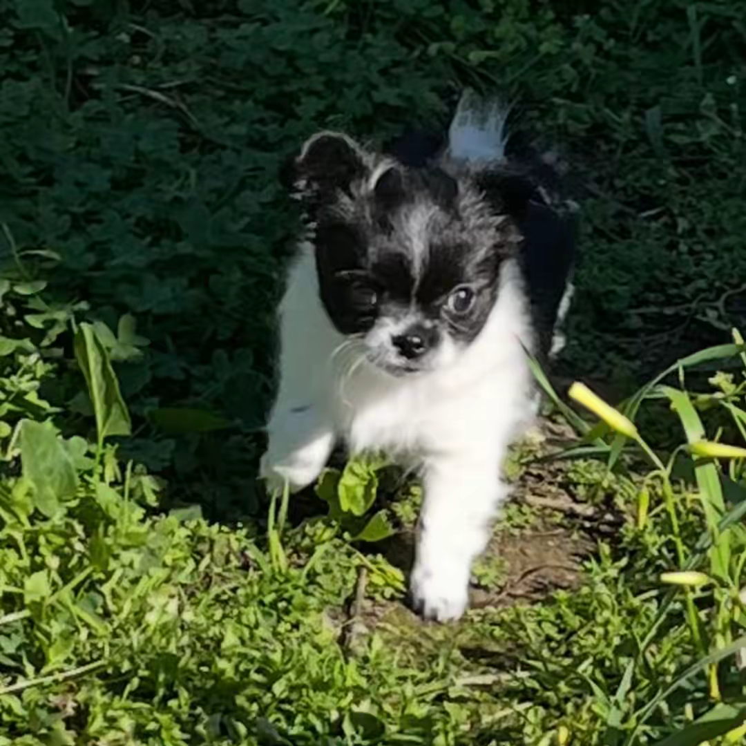 D'Isula Cara - Chiots disponibles - Chihuahua